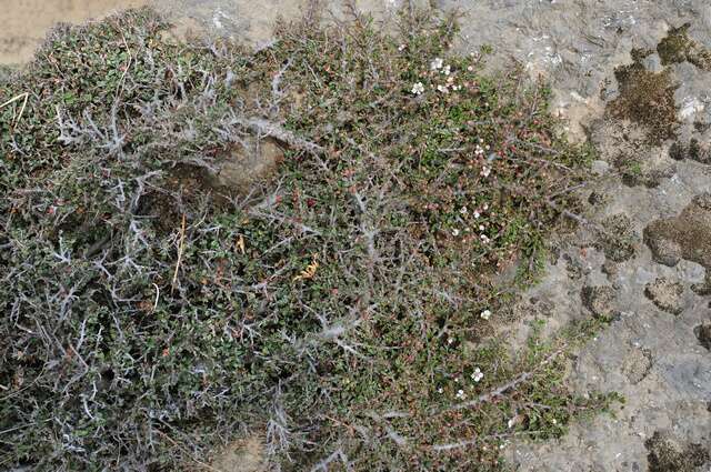 Plancia ëd Cotoneaster microphyllus Wall. ex Lindl.