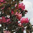 صورة Rhododendron campanulatum D. Don