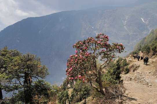 Image of Rhododendron campanulatum D. Don