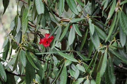 Image de Rhododendron arboreum Sm.