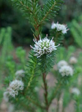 Sivun Darwinia diosmoides (DC.) Benth. kuva