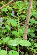 Image of Twayblade