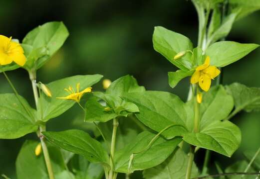 Lysimachia nemorum L. resmi