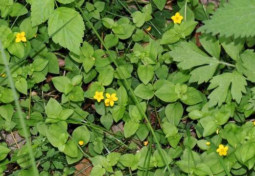 Image of Lysimachia nemorum L.