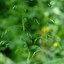 Image of polypetalous meadow-grass