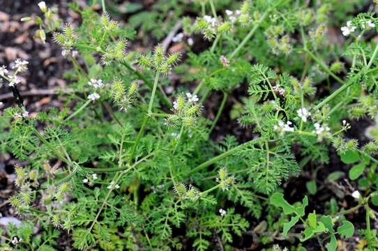 Image of bur parsley