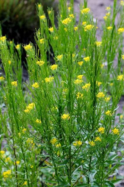 Image of Erysimum strictum P. Gaertn., B. Mey. & Scherb.