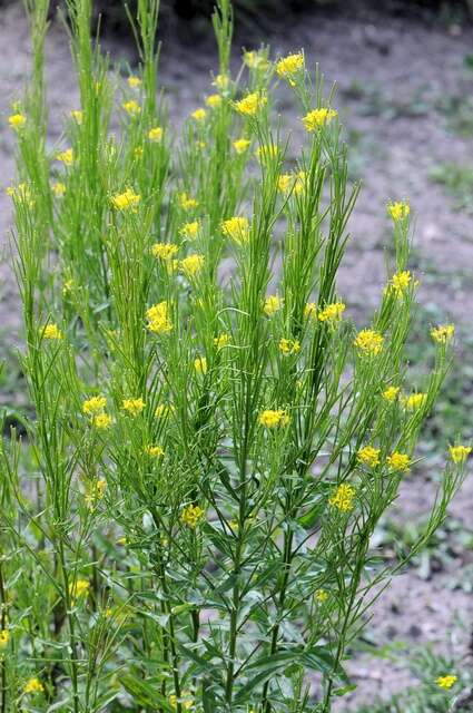 Image of Erysimum strictum P. Gaertn., B. Mey. & Scherb.