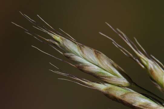 Imagem de Bromus racemosus L.