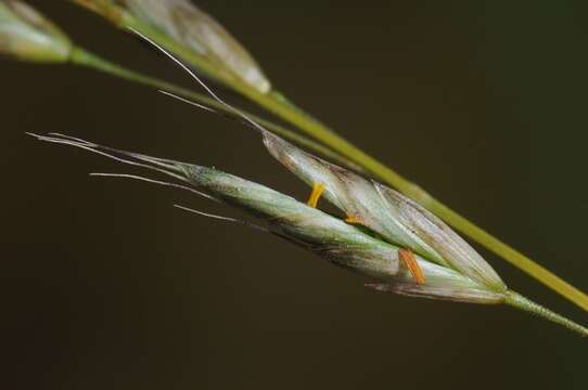 Imagem de Bromus racemosus L.