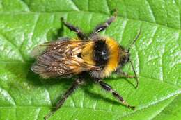 Image of honeybees, bumblebees, and relatives