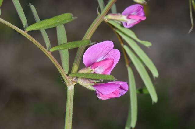 Image of Magnoliopsida