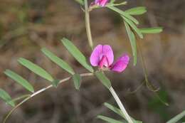 Image of Magnoliopsida
