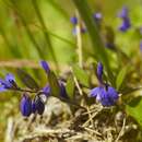 Слика од Polygala serpyllifolia J. A. C. Hose