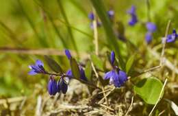 Image of Milkwort