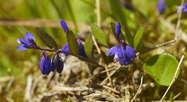 Image of Milkwort