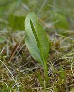 Image of <i>Ophioglossum vulgatum</i>