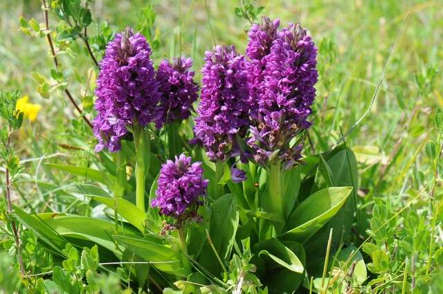 Image of Northern Marsh-orchid