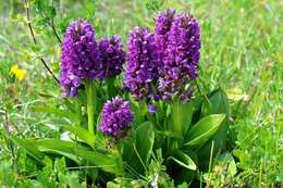 Image of Northern Marsh-orchid