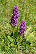 Image of Northern Marsh-orchid