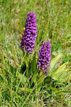 Image of Northern Marsh-orchid