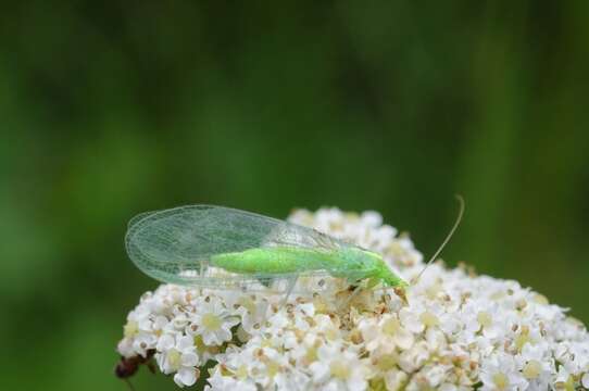 Слика од Chrysoperla