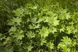 Image of lady's mantle