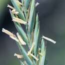 Image of Elymus repens subsp. arenosus (Spenn.) Melderis