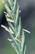 Imagem de Elymus repens subsp. arenosus (Spenn.) Melderis