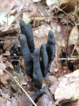 Image de Xylaria