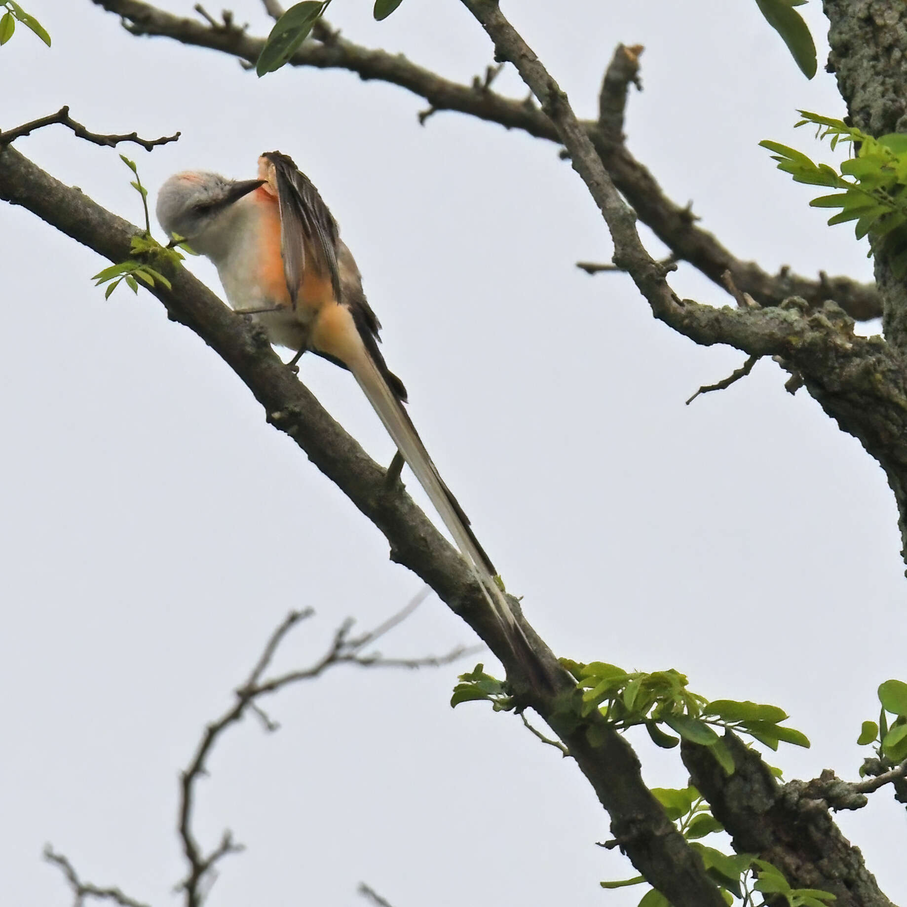 Image of Scissor-tailed Flycatcher