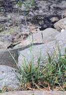 Imagem de Elymus repens subsp. arenosus (Spenn.) Melderis