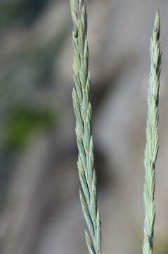 Imagem de Elymus repens subsp. arenosus (Spenn.) Melderis