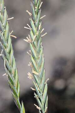 Imagem de Elymus repens subsp. arenosus (Spenn.) Melderis