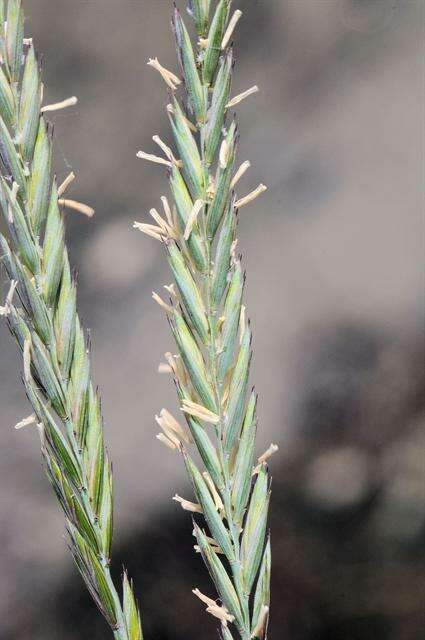 Image of Elymus repens subsp. arenosus (Spenn.) Melderis