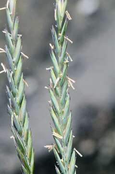 Слика од Elymus repens subsp. arenosus (Spenn.) Melderis