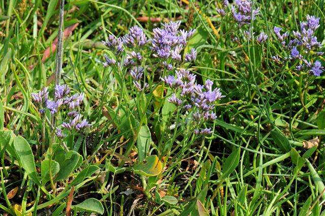 Image of Marsh Rosemary