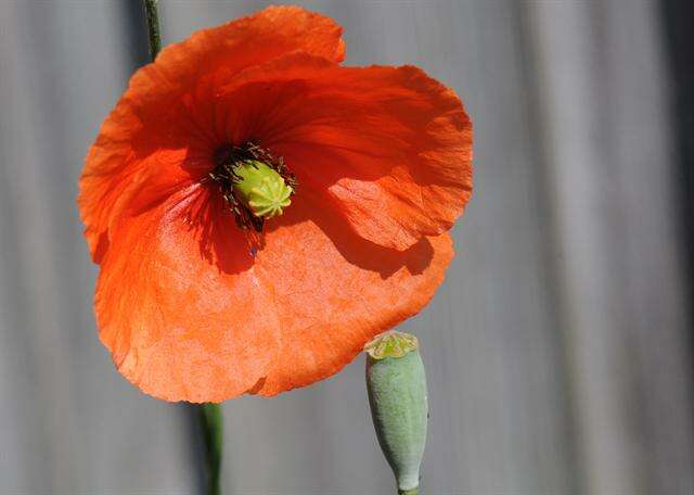 Image of Papaver laevigatum M. Bieb.