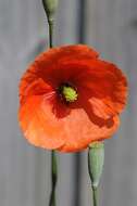 Image of Papaver laevigatum M. Bieb.