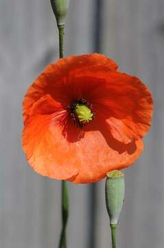 Image of Papaver laevigatum M. Bieb.