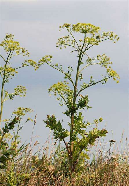 Image of parsnip