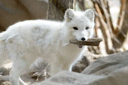 Image of Arctic Fox