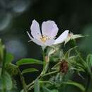 Image of whitewoolly rose