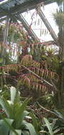 Image of Tillandsia krukoffiana L. B. Sm.