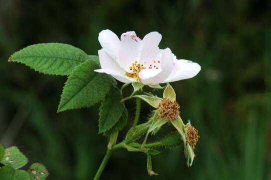 Image of whitewoolly rose