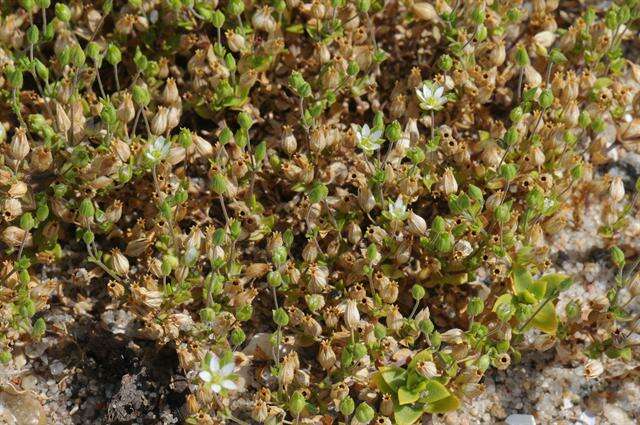 Image de Arenaria serpyllifolia subsp. serpyllifolia