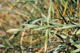 Image of wheatgrass