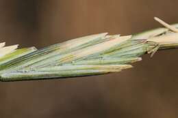 Image of wheatgrass