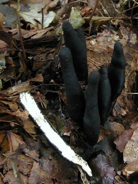 Image of Xylaria