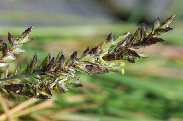 Image of Alkali or Salt Grasses